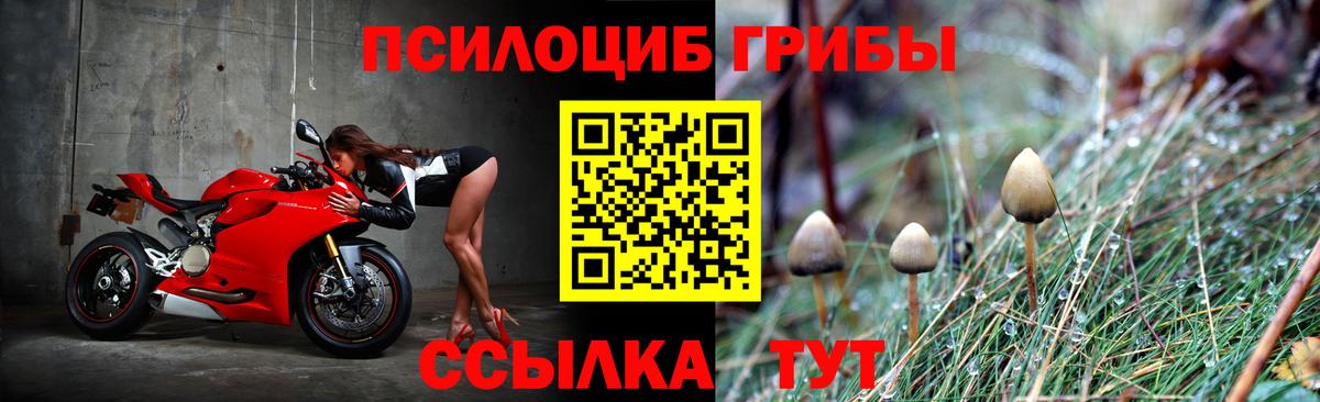 Псилоцибиновые грибы Psilocybine cubensis Ефремов